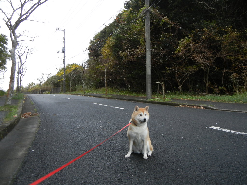 2011年１１月２０日（日）あともう少し・・・！_f0060461_15371951.jpg