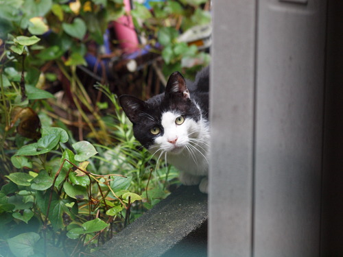 のらねこ_e0232277_10115248.jpg