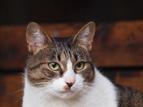 のらねこ_e0232277_1043279.jpg