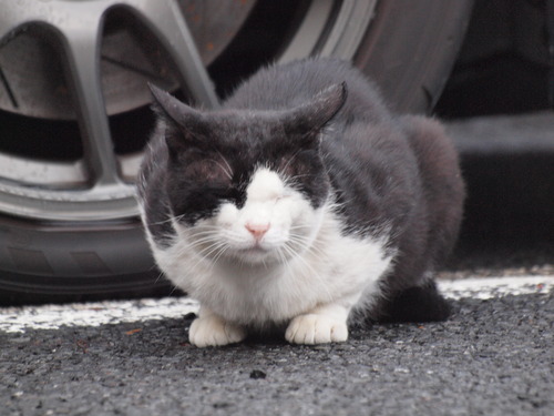 のらねこ_e0232277_1064149.jpg