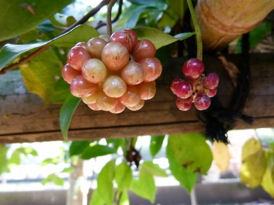 サネカズラとスイカズラ 続 華待月 サネカズラとスイカズラ 続 華待月
