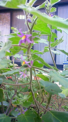 フォックスフェイスの花 健気に育つ植物たち