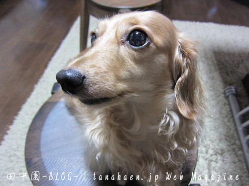 カベルネ・ソーヴィニヨン Perrito_b0200291_216934.jpg