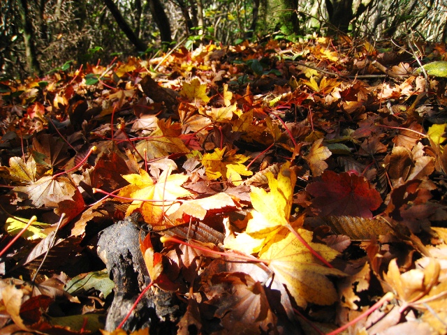 a0097006_188145.jpg