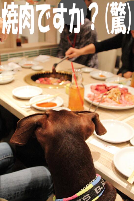 【東京・ワンコツアー】焼肉屋うしすけ♪(*^ｍ^*)_e0100007_21494627.jpg