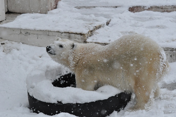 北国に確実に訪れた冬、そして雪の上でのララ親子の姿_a0151913_1755119.jpg