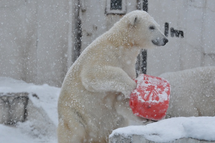 北国に確実に訪れた冬、そして雪の上でのララ親子の姿_a0151913_17553563.jpg