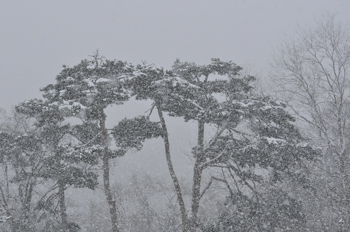 北国に確実に訪れた冬、そして雪の上でのララ親子の姿_a0151913_17562395.jpg