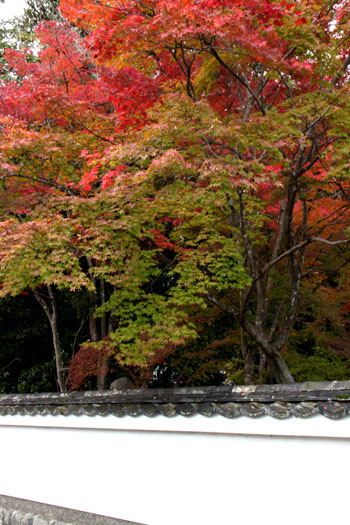 紅葉の西賀茂 西方寺 _e0048413_21594875.jpg