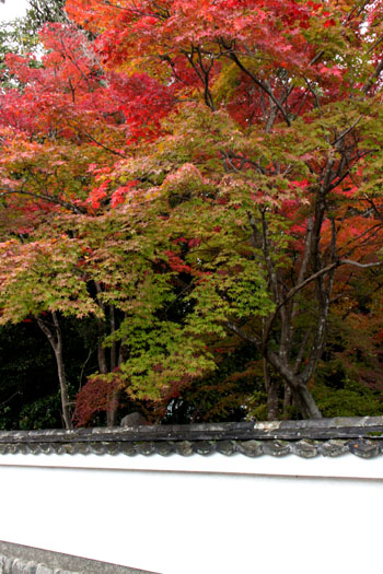 紅葉の西賀茂　西方寺　_e0048413_21594875.jpg