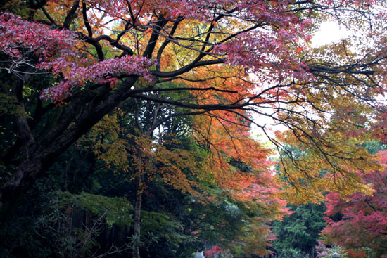 紅葉の西賀茂　西方寺　_e0048413_220045.jpg