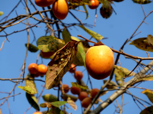 紅葉の西賀茂 西方寺 _e0048413_2202028.jpg