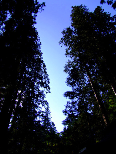 「山形・庄内 羽黒山参拝」_a0000029_2356274.jpg