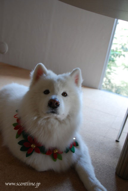 「犬連れOK!フラワーアレンジメント教室」レポート_c0099133_22205550.jpg