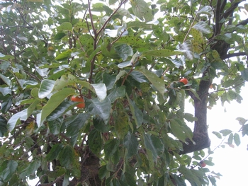 c0134734_23592943.jpg