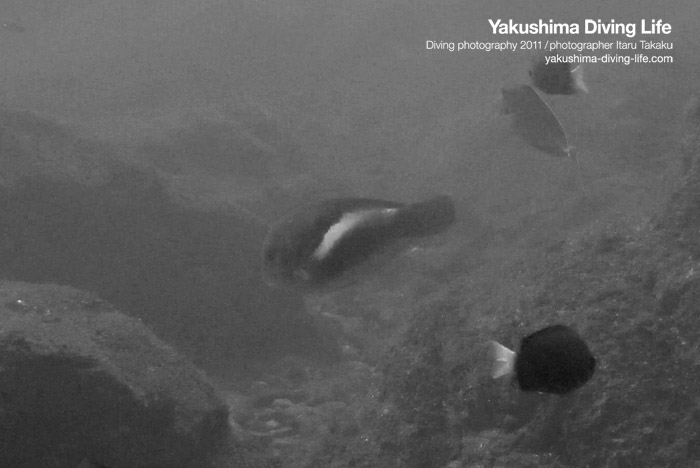 屋久島にイラ!?_b0186442_20283425.jpg