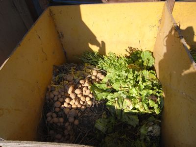 野菜残渣堆肥_c0063348_7273663.jpg