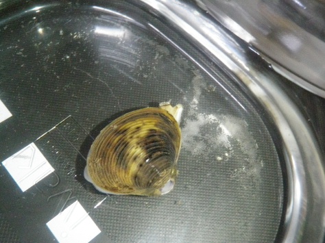 御船町で採集した淡水シジミが放卵 放精 Beachmollusc ひむかのハマグリ