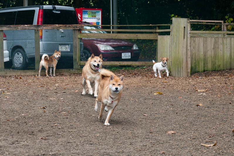 犬をオカズに美味しい物を食べる会（笑）_d0144253_0422080.jpg