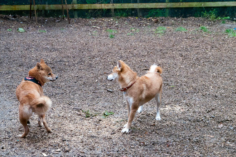 犬をオカズに美味しい物を食べる会（笑）_d0144253_0463969.jpg