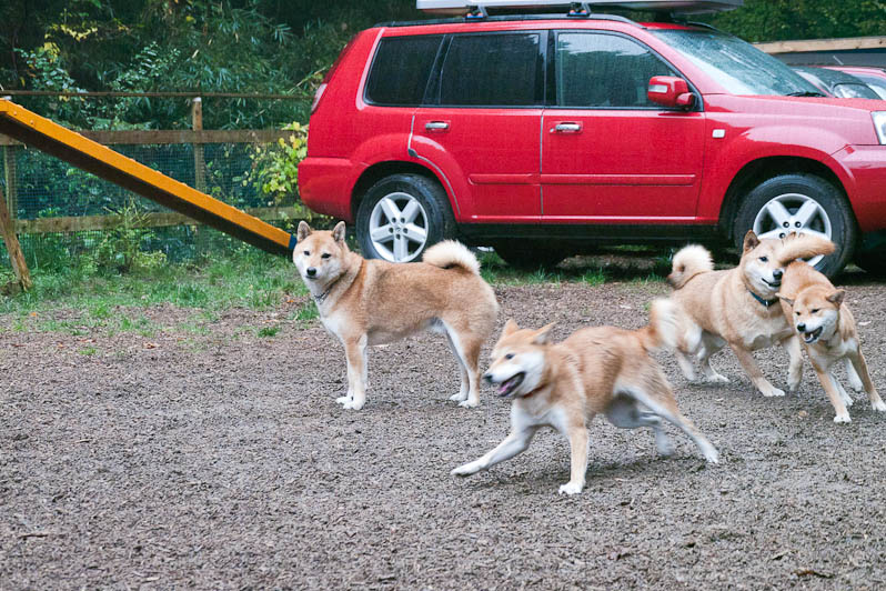 犬をオカズに美味しい物を食べる会（笑）_d0144253_047133.jpg