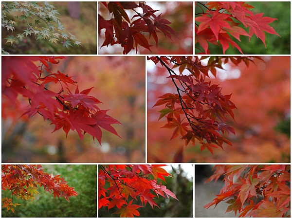 箱根の紅葉　　－１１月１８日ー_e0020954_17544646.jpg