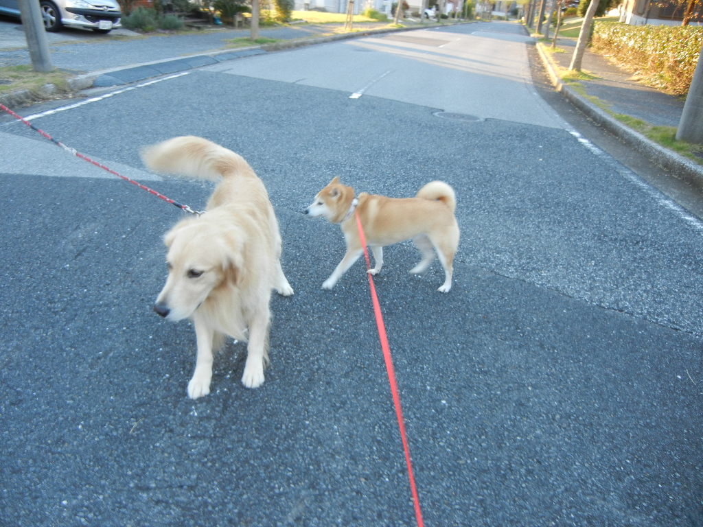 ２０１１年１１月２１日（月）干し柿吊るしました～！パパが！_f0060461_16491654.jpg