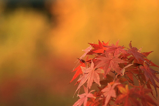 我家の紅葉_e0128863_16425872.jpg