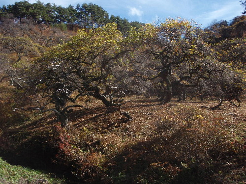 f0208666_16262840.jpg