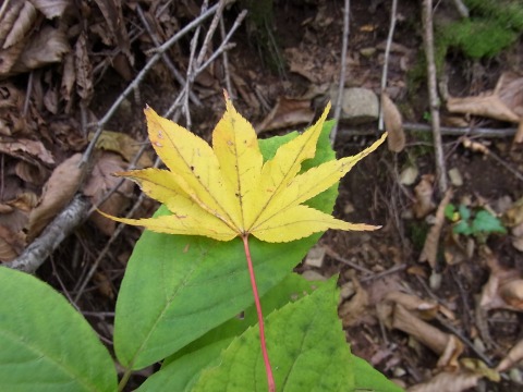 紅葉散策 in 吾妻渓谷(八ツ場ダム予定地)_e0059267_21323512.jpg