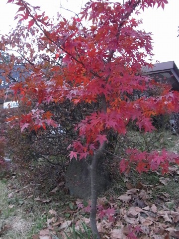 紅葉散策 in 吾妻渓谷(八ツ場ダム予定地)_e0059267_22131587.jpg