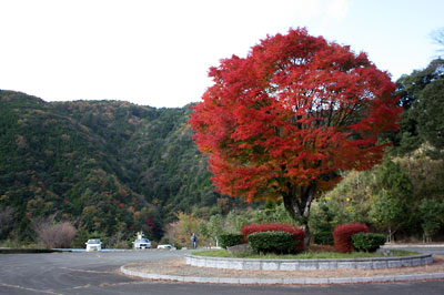 菊池市・兵戸公園のモミジ_c0152779_1603576.jpg