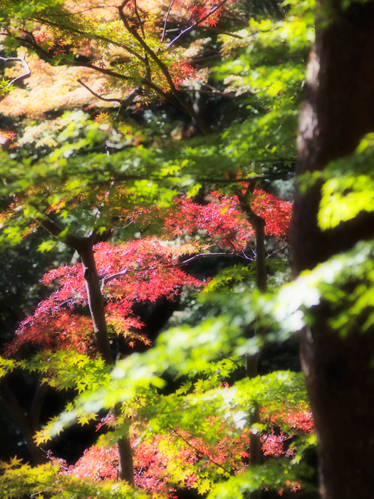 殿ヶ谷戸庭園~お鷹の道_a0161380_20315273.jpg