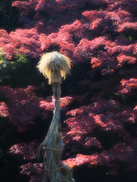 殿ヶ谷戸庭園~お鷹の道_a0161380_2033064.jpg
