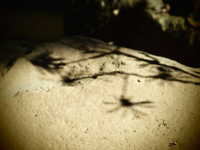 殿ヶ谷戸庭園~お鷹の道_a0161380_20334867.jpg
