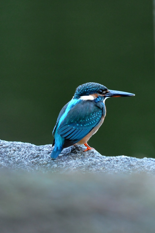 a0143491_21313424.jpg