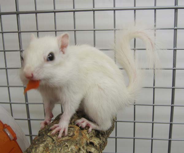 ホワイトシマリス ビバペッツ赤羽 スプラッシュ小動物スタッフブログ