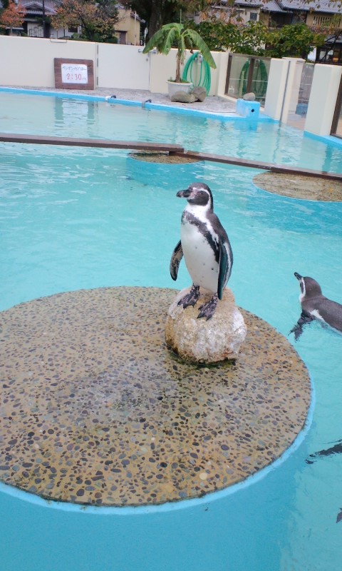 京都市動物園_f0028999_1432981.jpg