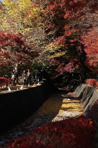 秋　＆　富士山　写真　/　Autumn & Mt. Fuji Photos_a0032004_18283551.jpg