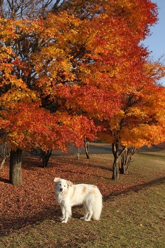 秋　＆　富士山　写真　/　Autumn & Mt. Fuji Photos_a0032004_18512582.jpg