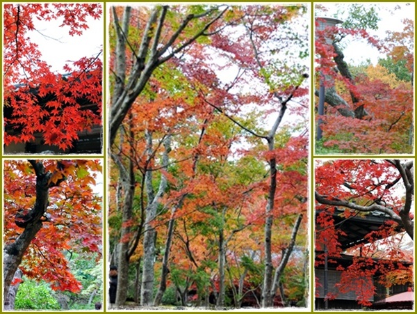 箱根の紅葉　～　ぴんぼけクラブ_c0051107_9255781.jpg