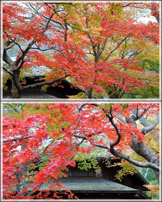 箱根の紅葉　～　ぴんぼけクラブ_c0051107_9263284.jpg