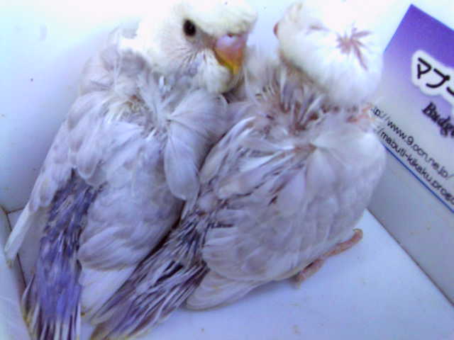 c0194711_1581532.jpg