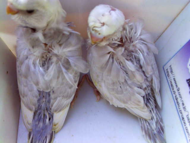 c0194711_1594828.jpg