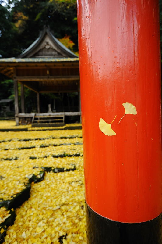2011京都の紅葉・岩戸落葉神社_f0032011_19574831.jpg
