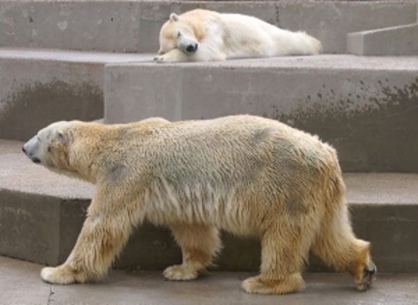 フランス・アルザス地方のミュルーズ動物園の新施設建設計画 ~ 2頭のホッキョクグマの移動について_a0151913_22251013.jpg