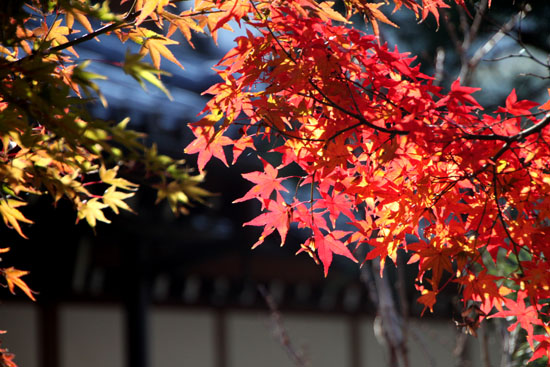 天龍寺 紅葉_e0048413_2235224.jpg