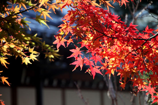 天龍寺　紅葉_e0048413_2235224.jpg