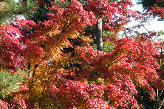 天龍寺 紅葉_e0048413_22364230.jpg