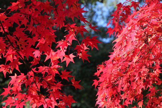 天龍寺　紅葉_e0048413_22375421.jpg